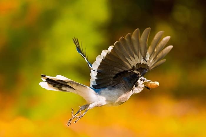 Приспособленность организмов к среде обитания &mdash; виды, черты характера и условия