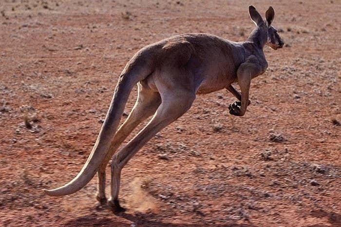 Приспособленность организмов к среде обитания &mdash; виды, черты характера и условия