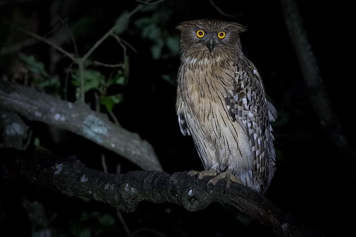 Приспособленность организмов к среде обитания &mdash; виды, черты характера и условия