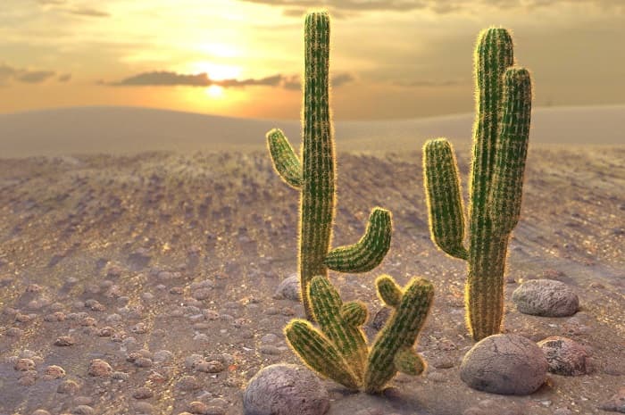 Приспособленность организмов к среде обитания &mdash; виды, черты характера и условия