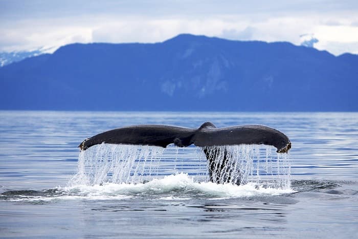Приспособленность организмов к среде обитания &mdash; виды, черты характера и условия