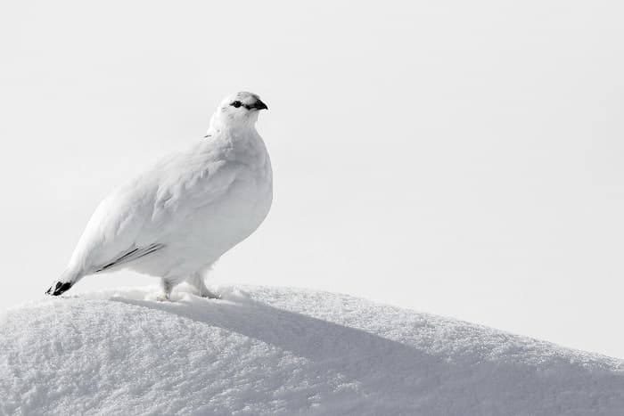 Приспособленность организмов к среде обитания &mdash; виды, черты характера и условия