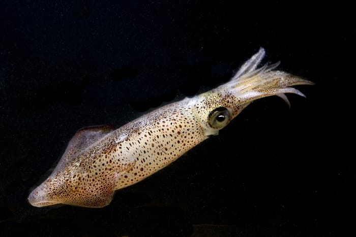 Приспособленность организмов к среде обитания &mdash; виды, черты характера и условия