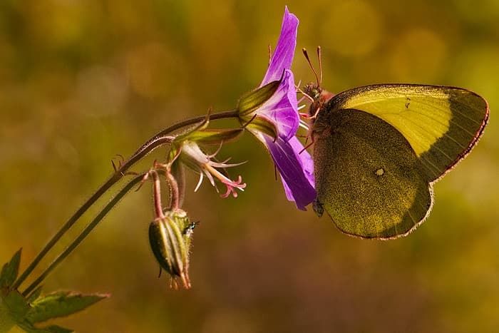 Приспособленность организмов к среде обитания &mdash; виды, черты характера и условия