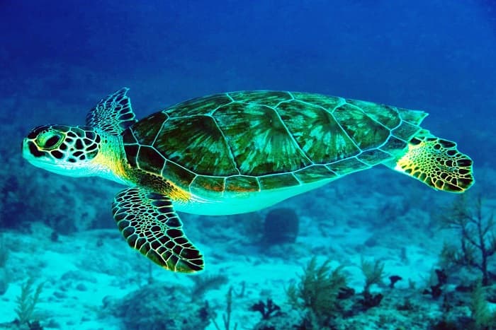 Приспособленность организмов к среде обитания &mdash; виды, черты характера и условия