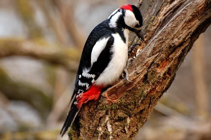 Приспособленность организмов к среде обитания &mdash; виды, черты характера и условия