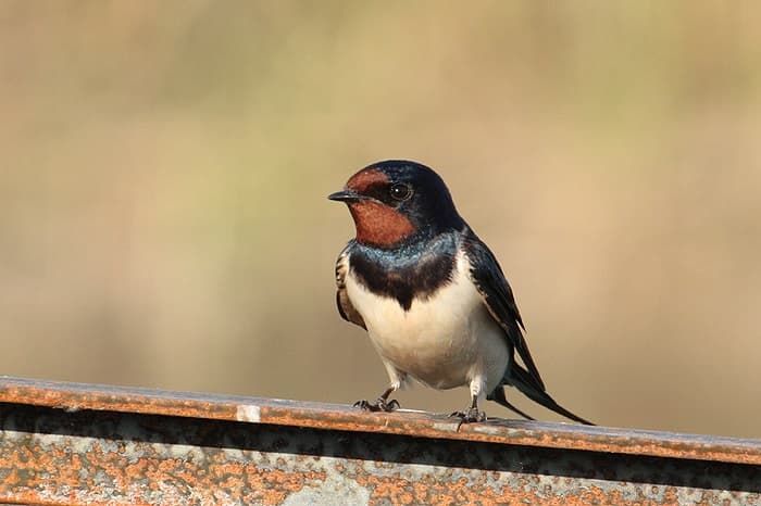 Приспособленность организмов к среде обитания &mdash; виды, черты характера и условия