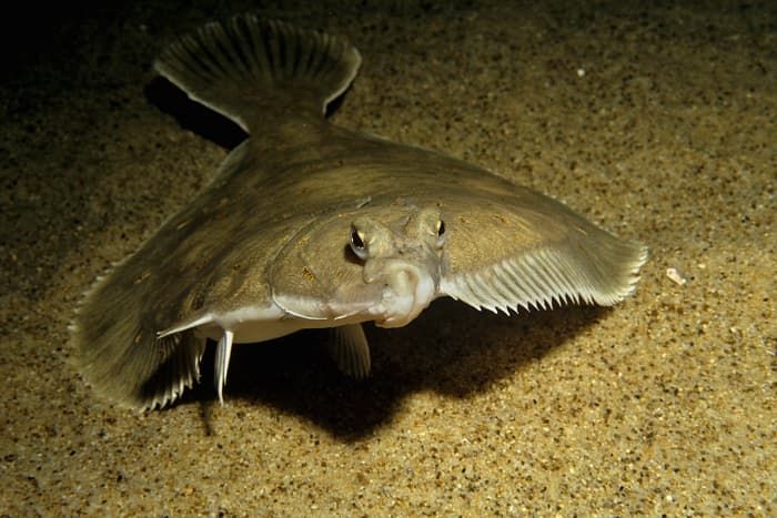 Приспособленность организмов к среде обитания &mdash; виды, черты характера и условия