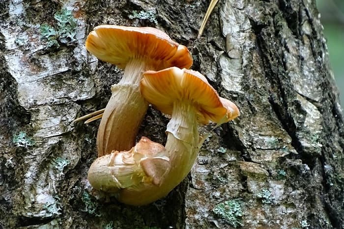 Приспособленность организмов к среде обитания &mdash; виды, черты характера и условия