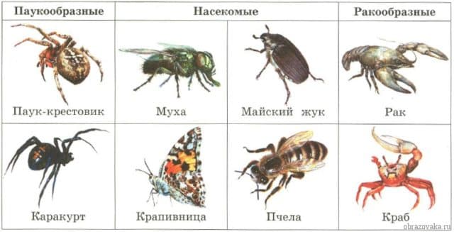 Признаки типа членистоногих &ndash; общие систематические, что служит, особенности беспозвоночных животных класса