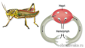 Признаки типа членистоногих &ndash; общие систематические, что служит, особенности беспозвоночных животных класса