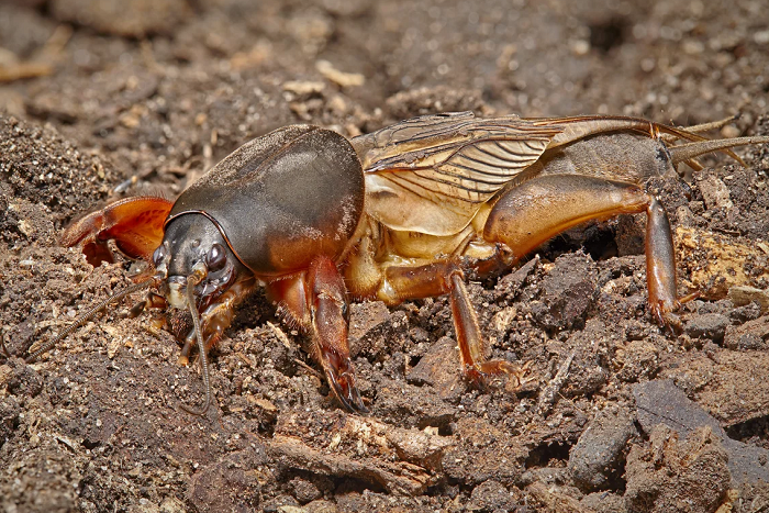 Прямокрылые насекомые &mdash; характеристика, строение и образ жизни