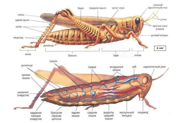 Прямокрылые насекомые &mdash; характеристика, строение и образ жизни