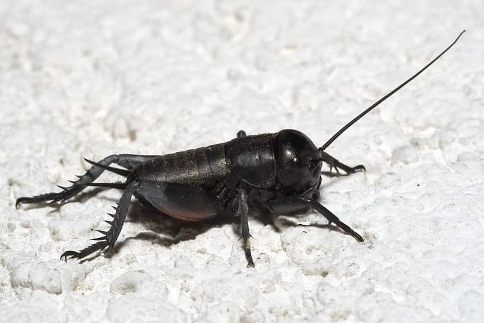 Прямокрылые насекомые &mdash; характеристика, строение и образ жизни