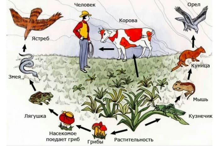 Прямокрылые насекомые &mdash; характеристика, строение и образ жизни