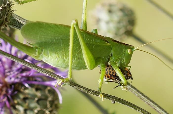 Прямокрылые насекомые &mdash; характеристика, строение и образ жизни