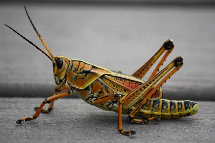 Прямокрылые насекомые &mdash; характеристика, строение и образ жизни