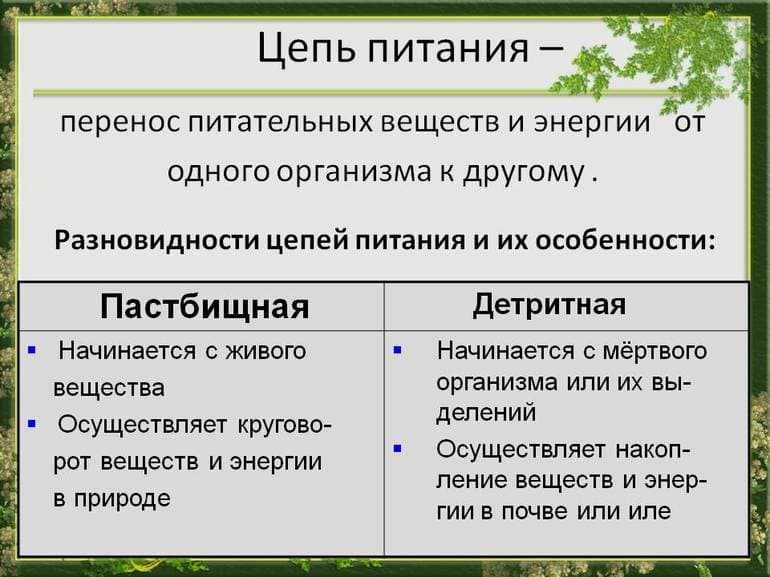 Продуценты, консументы, редуценты &mdash; функции, примеры и роль в экосистеме