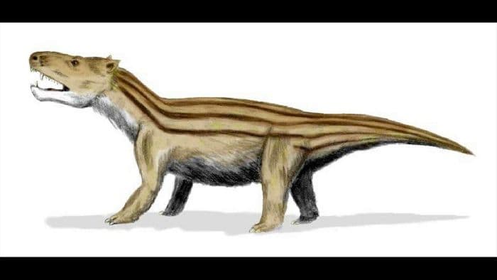 Происхождение млекопитающих и их многообразие кратко