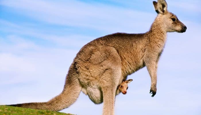 Происхождение млекопитающих и их многообразие кратко