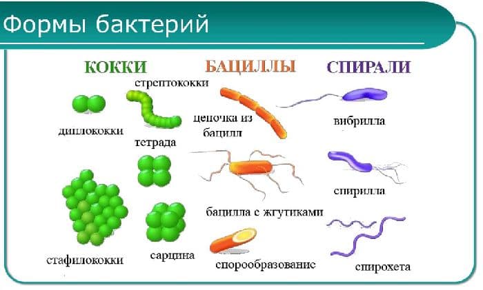 Прокариотическая клетка у вирусов и животных (биология, 10 класс)