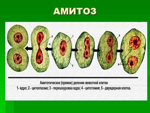 Прокариотическая клетка у вирусов и животных (биология, 10 класс)