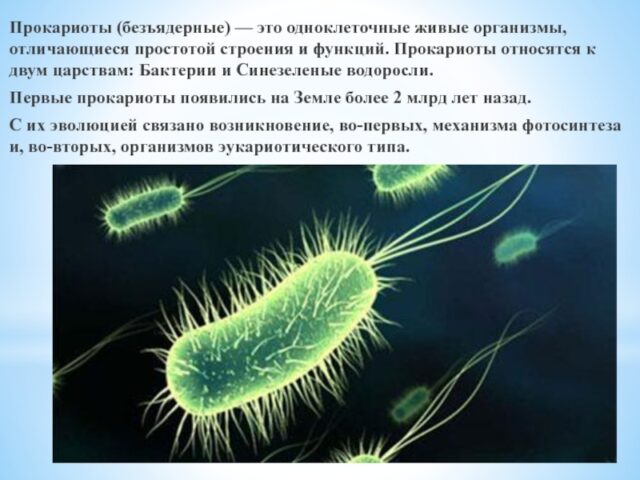 Прокариоты &ndash; что такое в биологии, определение, характеристика, строение и примеры организмов кратко (9 класс, биология)