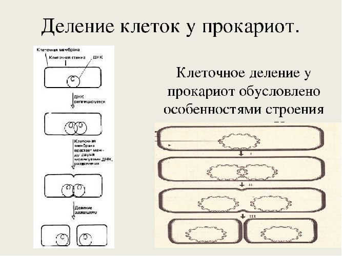 Прокариоты &ndash; что такое в биологии, определение, характеристика, строение и примеры организмов кратко (9 класс, биология)