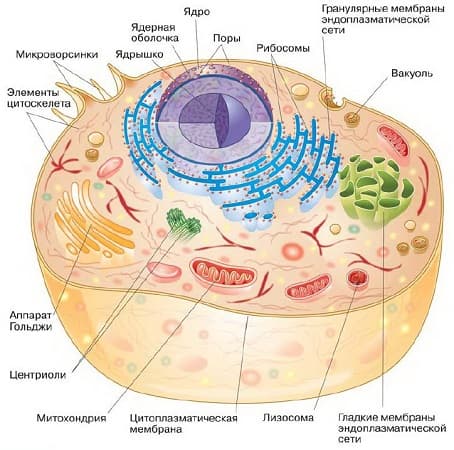 Прокариоты и эукариоты — сравнение и особенности строения клеток
