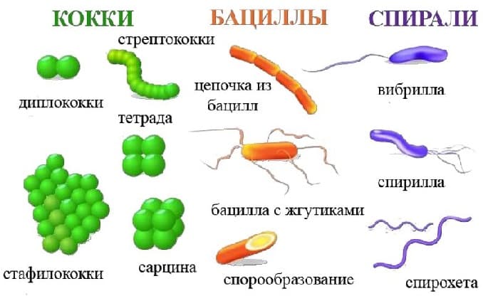 Прокариоты и эукариоты — сравнение и особенности строения клеток