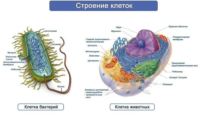 Прокариоты и эукариоты — сравнение и особенности строения клеток