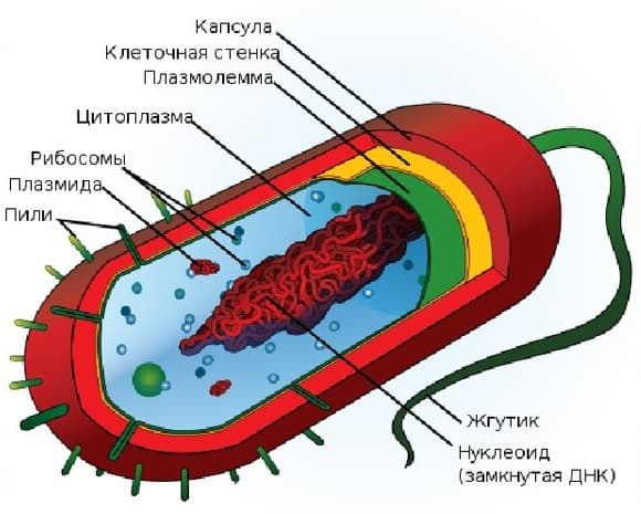 Прокариоты и эукариоты — сравнение и особенности строения клеток