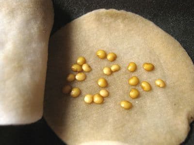 Прорастание семян &ndash; условия, этапы и структуры (6 класс)