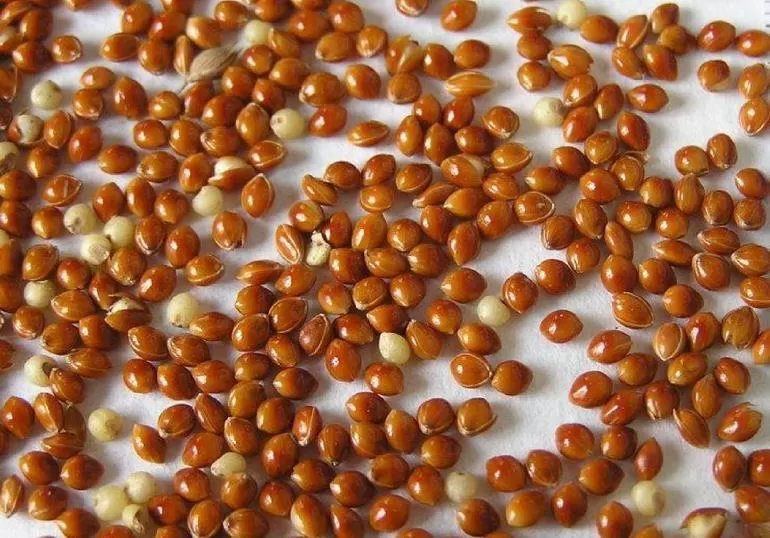 Просо &mdash; описание, технология возделывания и урожайность зерна