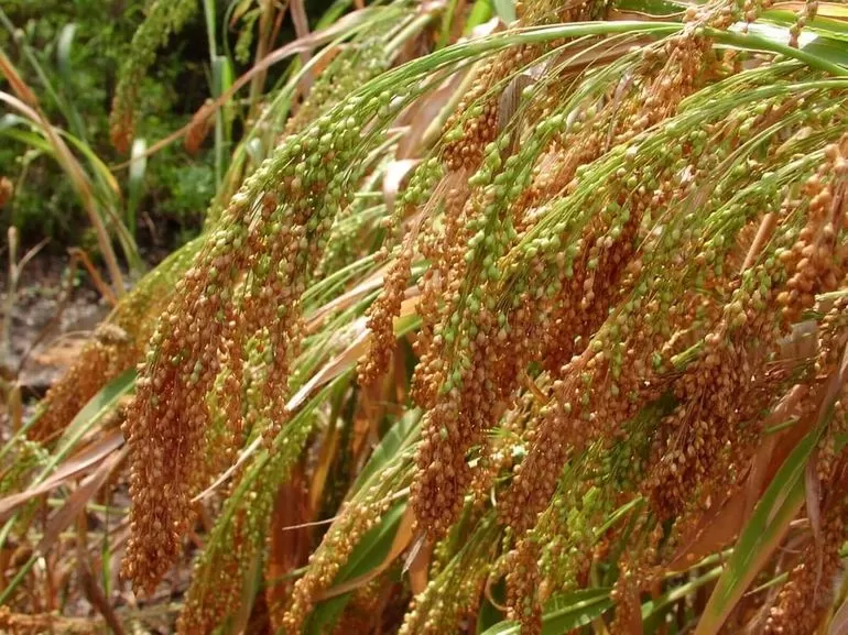 Просо &mdash; описание, технология возделывания и урожайность зерна