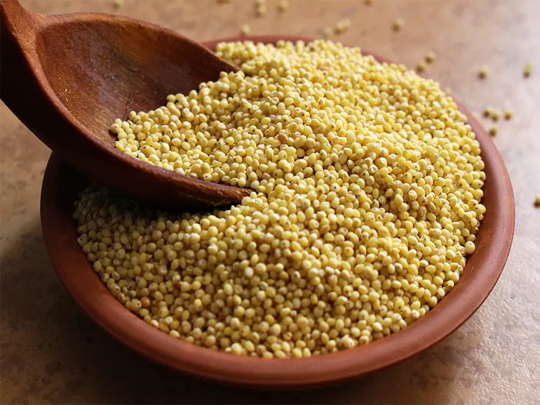 Просо &mdash; описание, технология возделывания и урожайность зерна