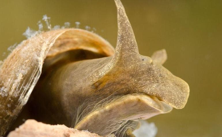 Прудовик обыкновенный &mdash; особенности строения, питание и образ жизни