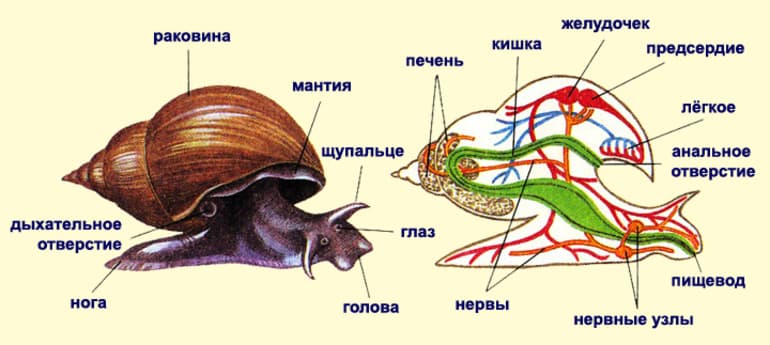 Прудовик обыкновенный &mdash; особенности строения, питание и образ жизни