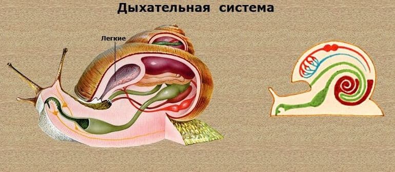 Прудовик обыкновенный &mdash; особенности строения, питание и образ жизни