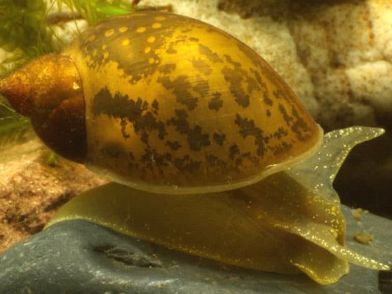 Прудовик обыкновенный &mdash; особенности строения, питание и образ жизни