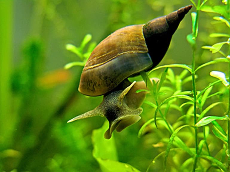 Прудовик обыкновенный &mdash; особенности строения, питание и образ жизни