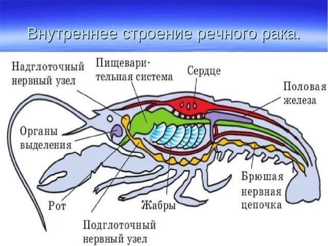 Ракообразные &ndash; представители класса, общая характеристика, системы органов (биология, 7 класс)