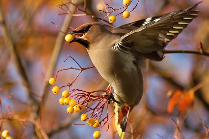 Растительноядные животные &mdash; описание, характеристика и примеры с названиями