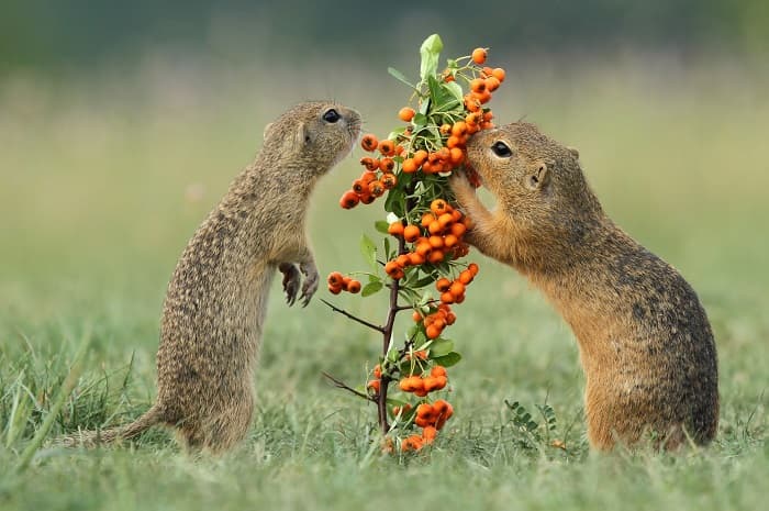 Растительноядные животные &mdash; описание, характеристика и примеры с названиями