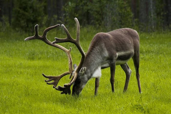 Растительноядные животные &mdash; описание, характеристика и примеры с названиями
