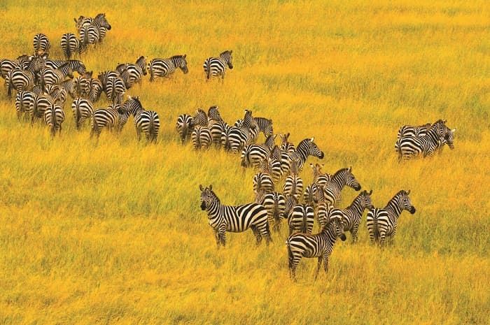 Растительноядные животные &mdash; описание, характеристика и примеры с названиями