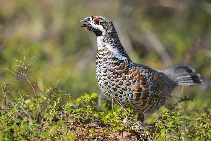 Растительноядные животные &mdash; описание, характеристика и примеры с названиями