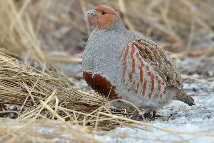 Растительноядные животные &mdash; описание, характеристика и примеры с названиями