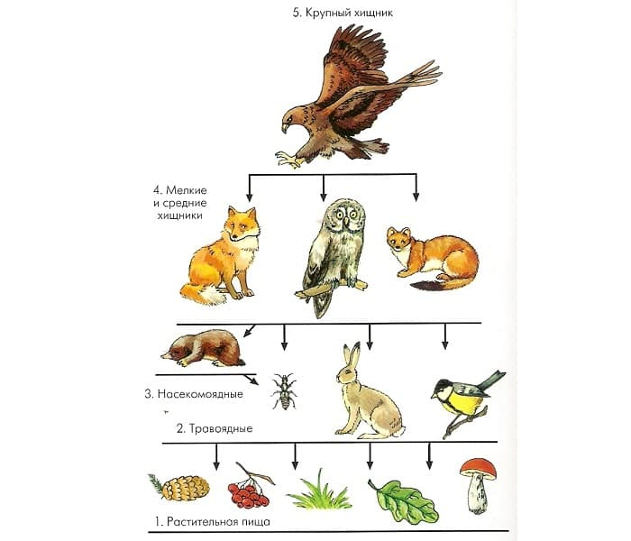 Растительноядные животные &mdash; описание, характеристика и примеры с названиями