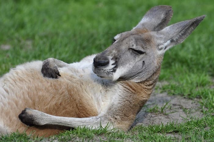 Растительноядные животные &mdash; описание, характеристика и примеры с названиями